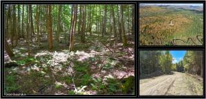 72 Carriage Knoll Road Chestertown, NY 12817