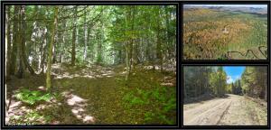 82 Carriage Knoll Road Chestertown, NY 12817